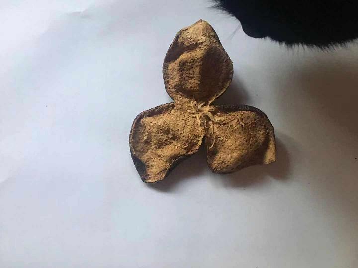正宗新会陈皮试用好用不可以每天用吗怎么样,使用体验,第5张 正宗新会陈皮试用好用不可以每天用吗怎么样,使用体验,第5张