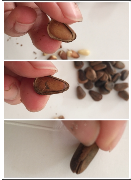 东北野生开口松子 500g