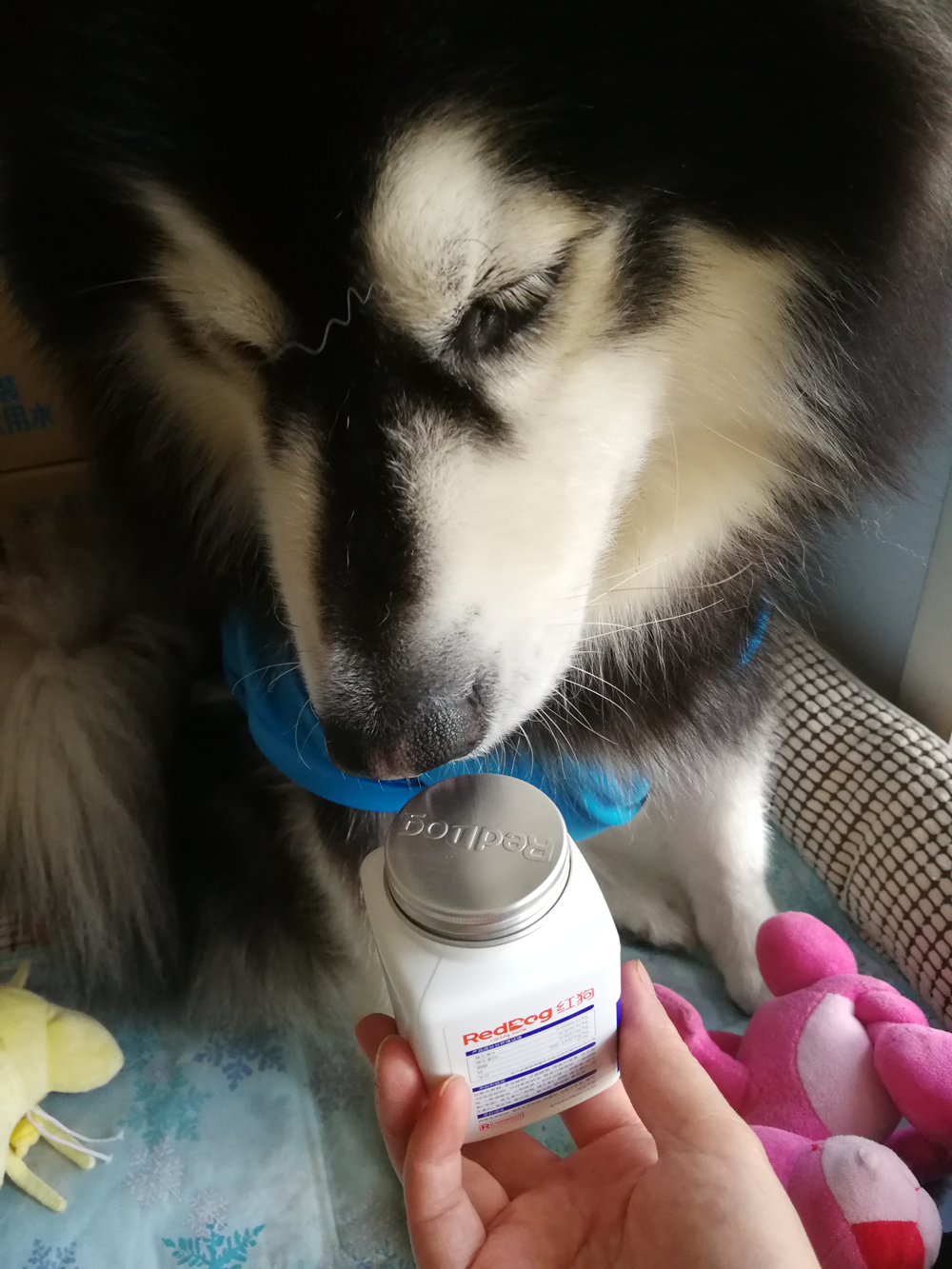 宠物犬猫洁牙粉红狗健口乐好不好用,入手后1个月来评价,第2张 宠物犬猫洁牙粉红狗健口乐好不好用,入手后1个月来评价,第2张