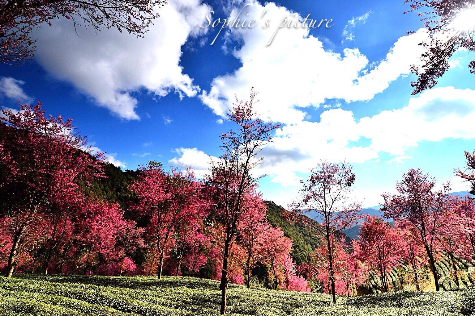【大理无量山樱花谷天气预报】大理无量山樱花谷最新实时天气,大理