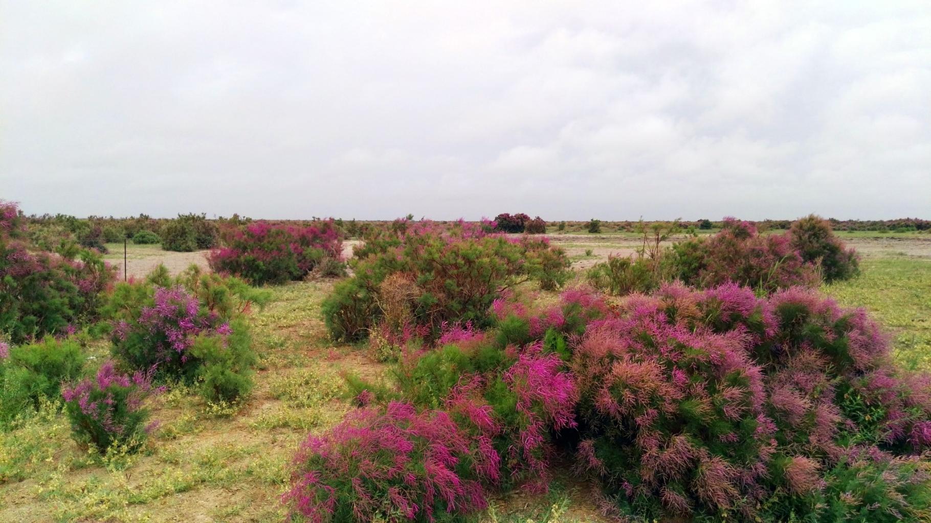 【海西都兰贝壳梁景区天气预报】最新实时一周天气,海西旅游指数/交通