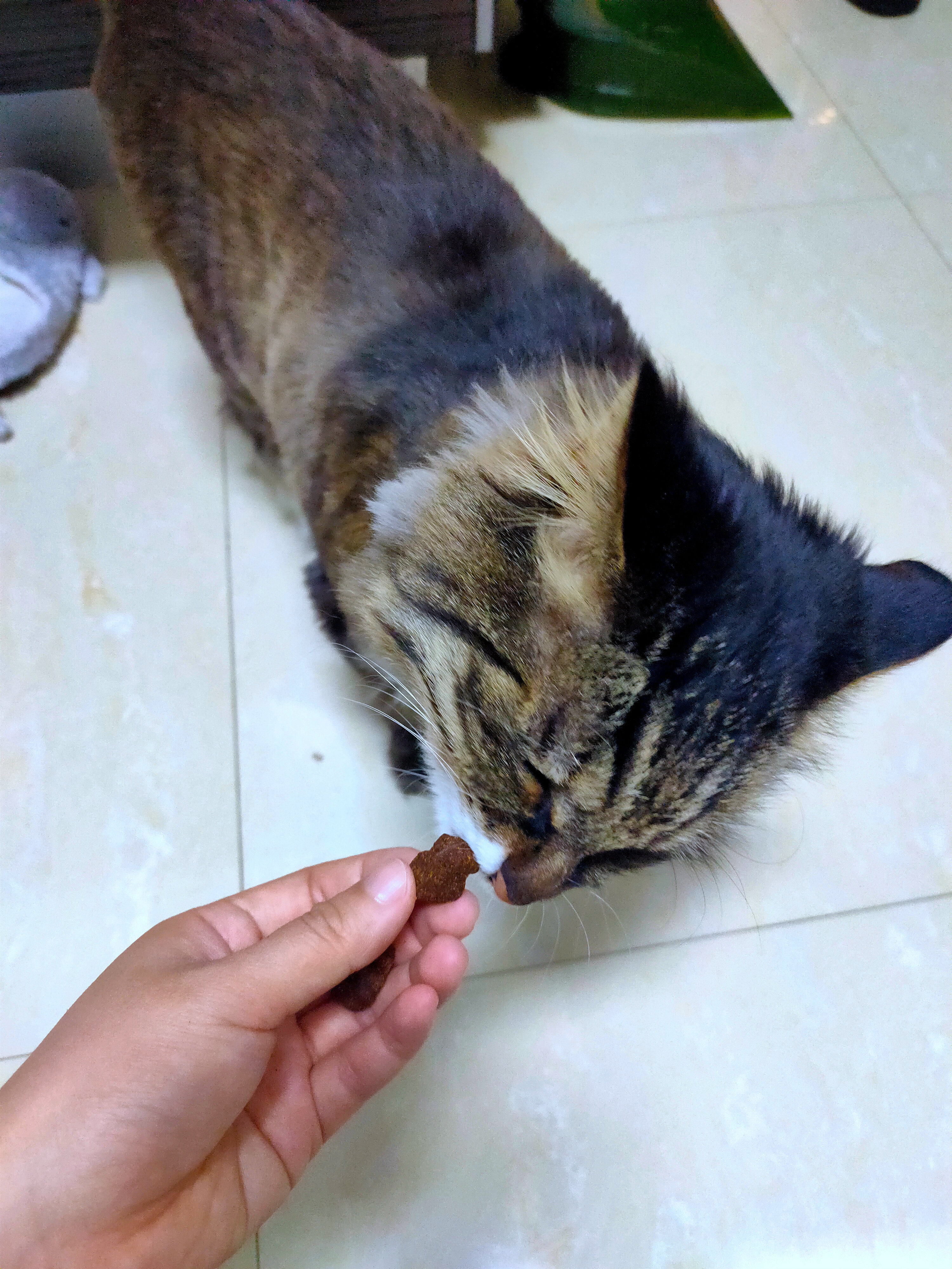 去毛球猫用咀嚼颗粒60粒袋装好用吗?怎么样?多少钱,使用效果揭秘,第9张 去毛球猫用咀嚼颗粒60粒袋装好用吗?怎么样?多少钱,使用效果揭秘,第9张