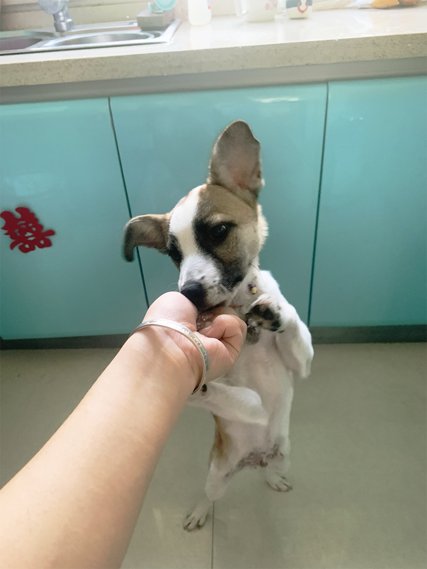 多美丝全价通用成犬粮好不好用,真实测评值得购买,第6张 多美丝全价通用成犬粮好不好用,真实测评值得购买,第6张