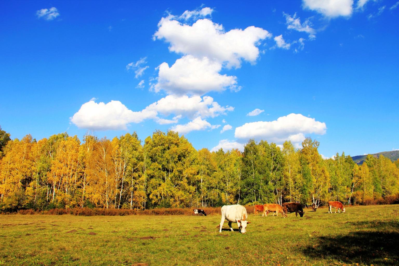 中哈边界大峡谷景区天气预报