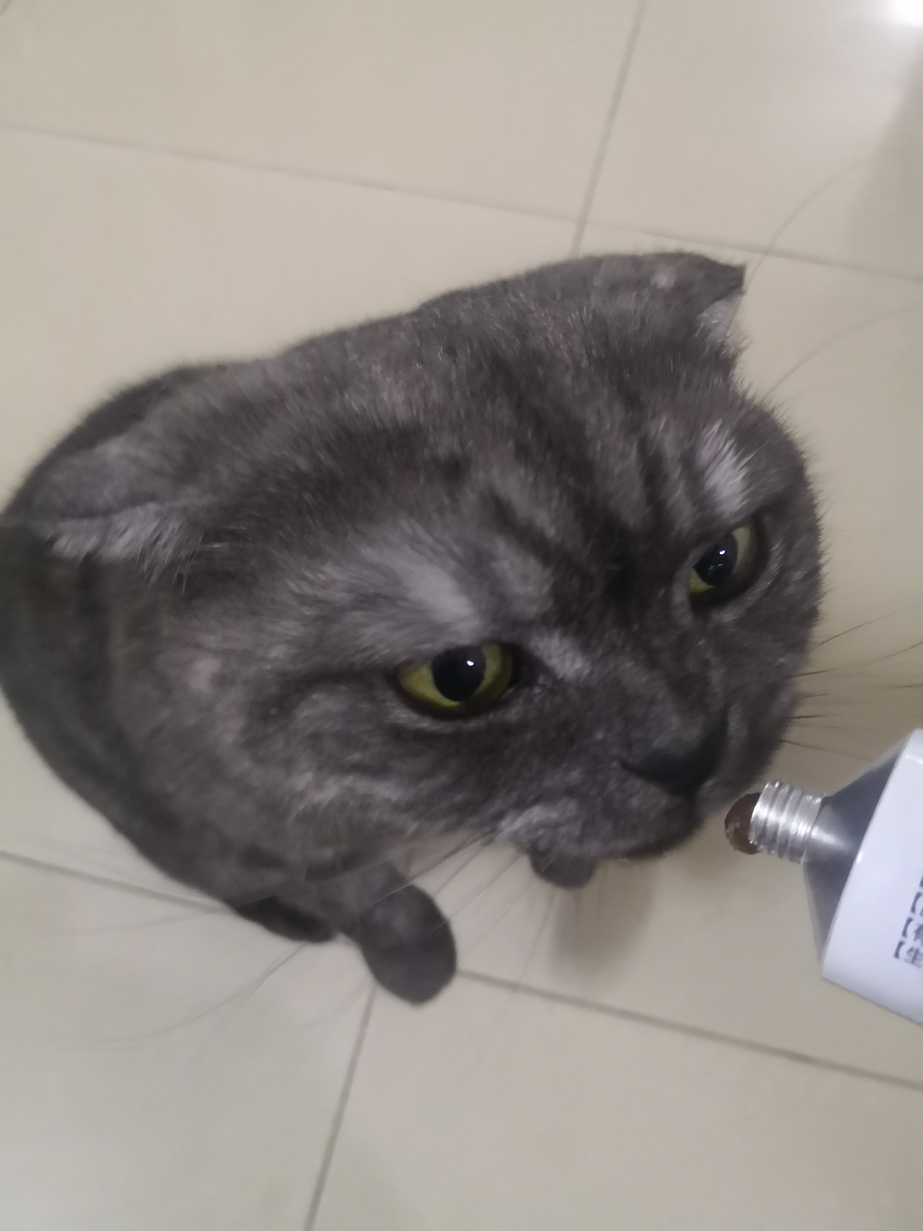 蒂仕高犬猫营养膏0元试用效果怎么样,真的好用吗?使用两周真实效果,第10张 蒂仕高犬猫营养膏0元试用效果怎么样,真的好用吗?使用两周真实效果,第10张