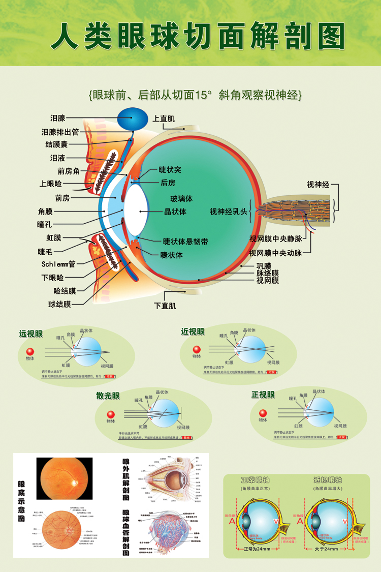 眼球解剖图泪腺分布图 人体眼部肌肉血管结构图 医院医学宣传海报
