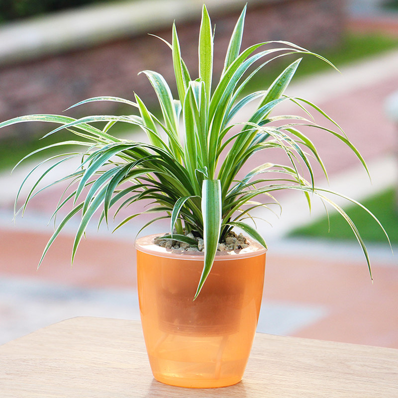 金边吊兰绿植盆栽花卉垂吊室内懒人吸水盆景办公桌面绿色水培植物