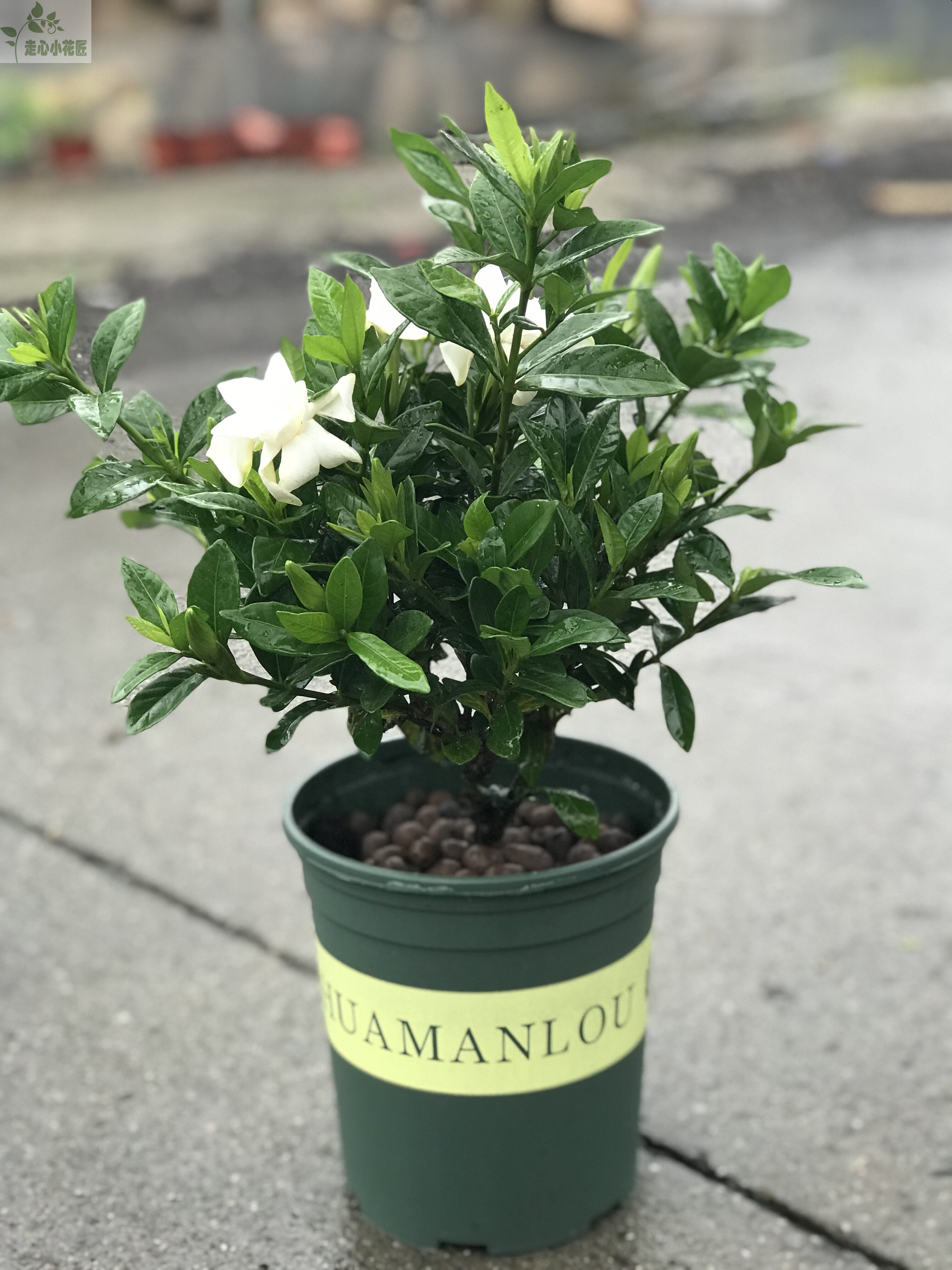 栀子花开_栀子花盆栽小叶香水栀子花带花苞带花室内办公室花卉绿植四