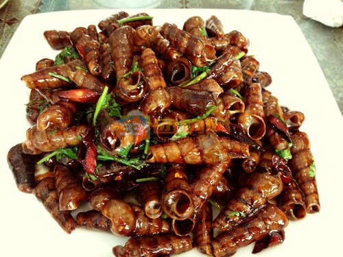 500g钉螺鲜活海鲜水产贝类尖螺海螺新鲜野生海螺丝钉螺丝