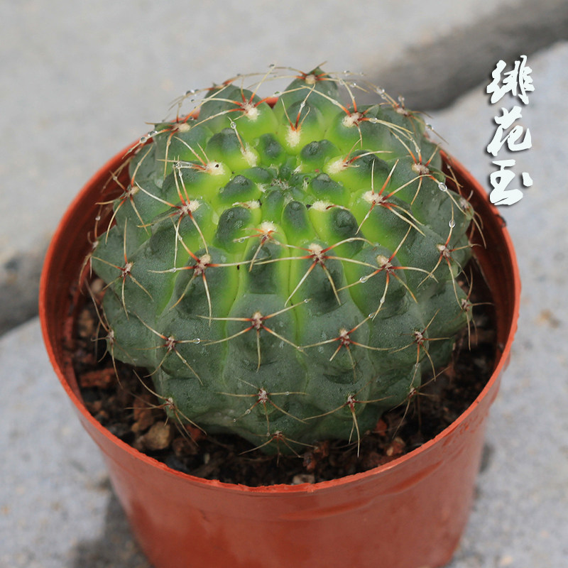 开花仙人球绯花玉办公桌面绿植盆栽防电脑辐射吸甲醛多肉仙人掌