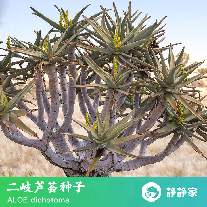 芦荟种子大额优惠券