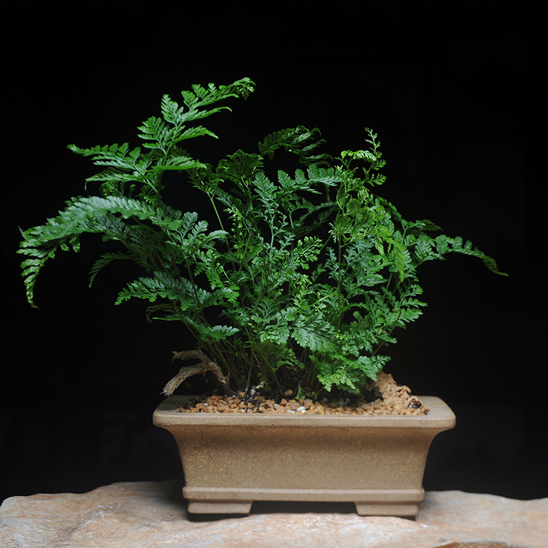 盆栽摆件植物 净化空气_植心须弥紫砂盆景狼尾蕨办公室净化空气绿植