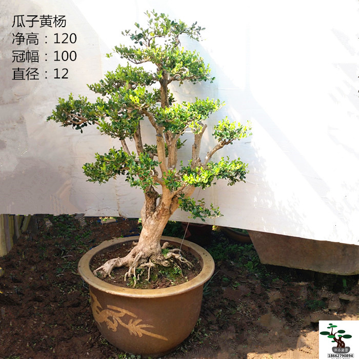 包邮 熟桩黄杨 瓜子黄杨树盆景 古桩中大型瓜子黄杨盆景实物 实拍