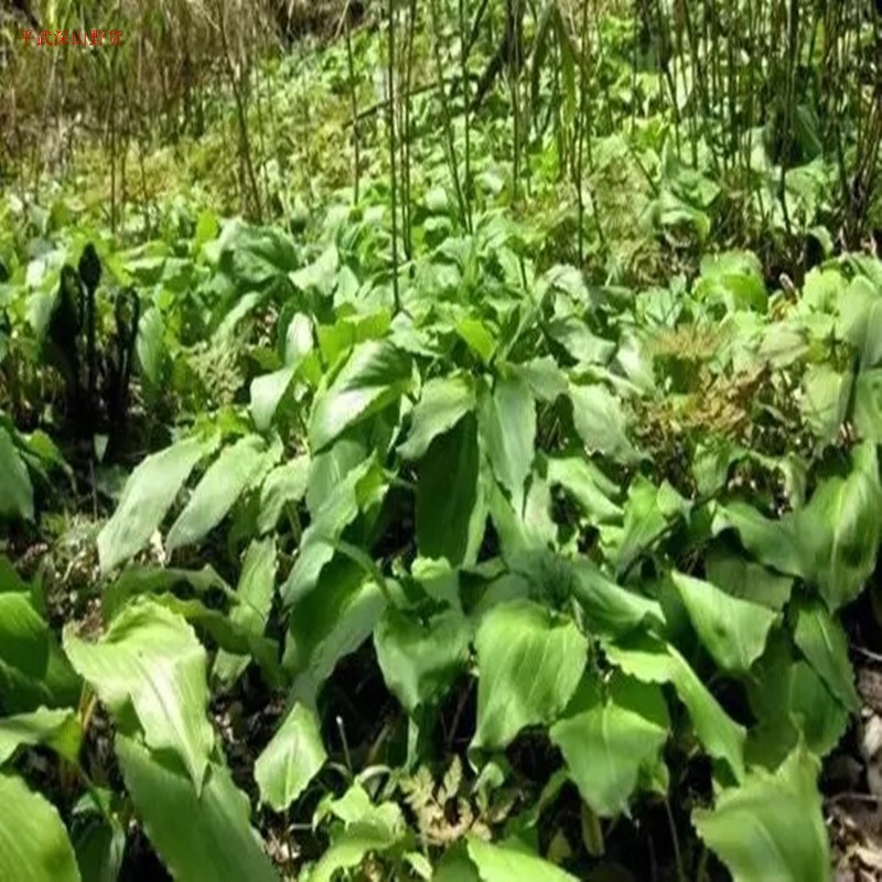 野菜鹿耳韭 天韭 天蒜 天葱 野生新鲜时令绿色野菜500g