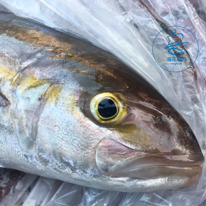 深海鱼整条_章红鱼鲜活刺身海钓红甘鱼野生青油甘放血深海黄尾鰤鱼