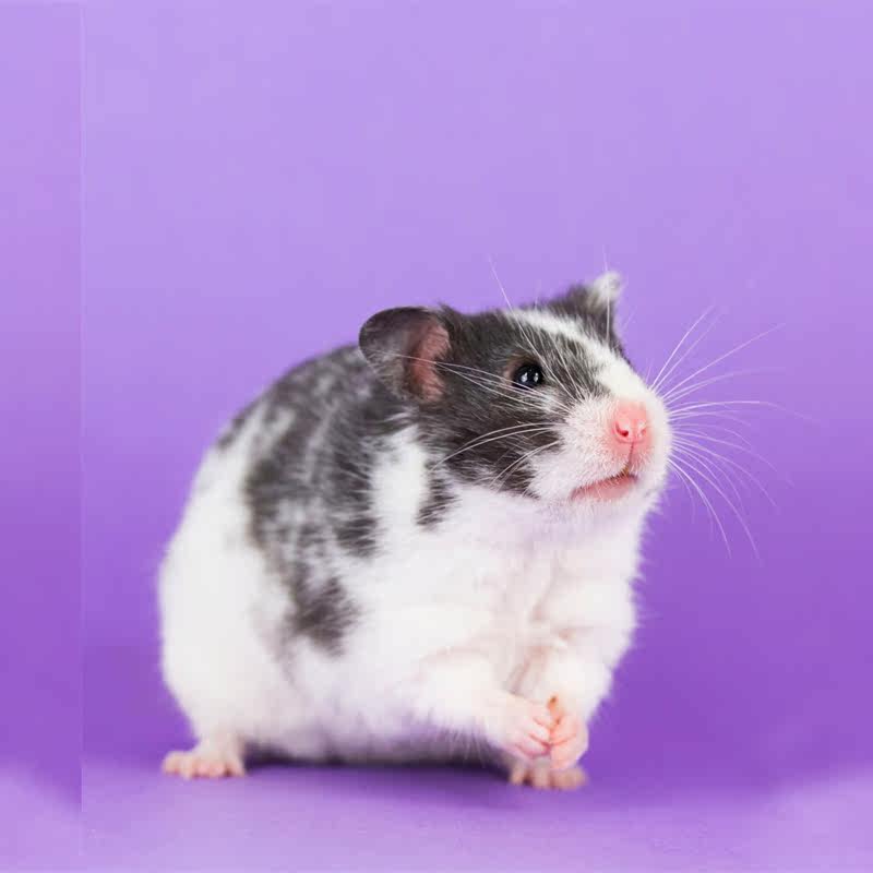 仓鼠活体宝宝 稀珍熊仔活体 宠物熊稀有品种 臭鼬 银白 火陨 眼线