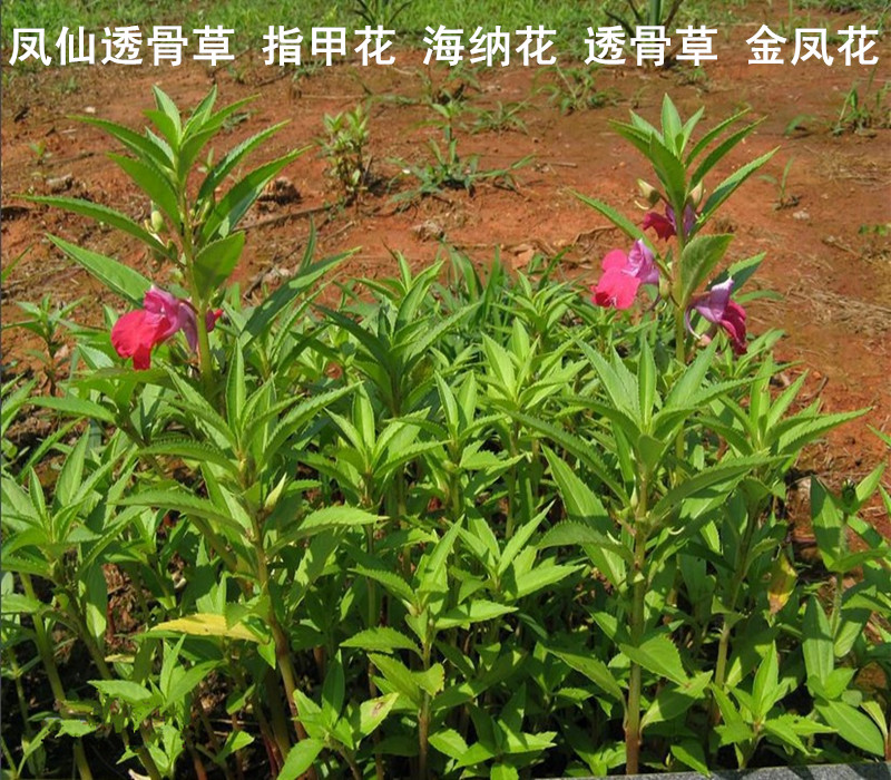 透骨草 凤仙花杆 指甲花茎 克 500 凤仙透骨草