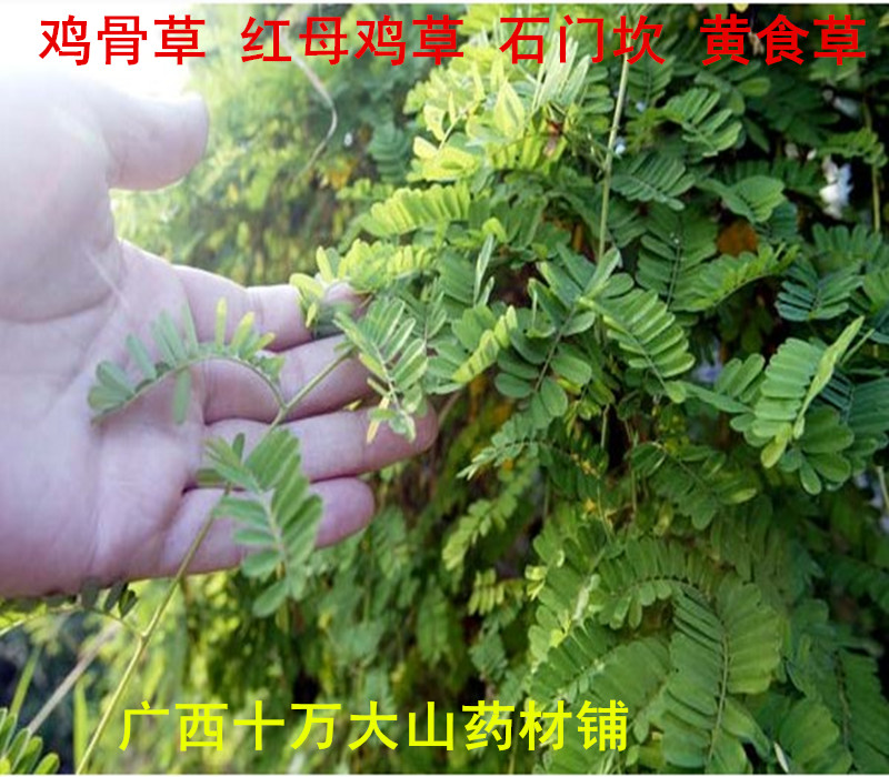 野生中药材鸡骨草 红母鸡草 黄食草 细叶龙鳞草 大黄草 黄头草
