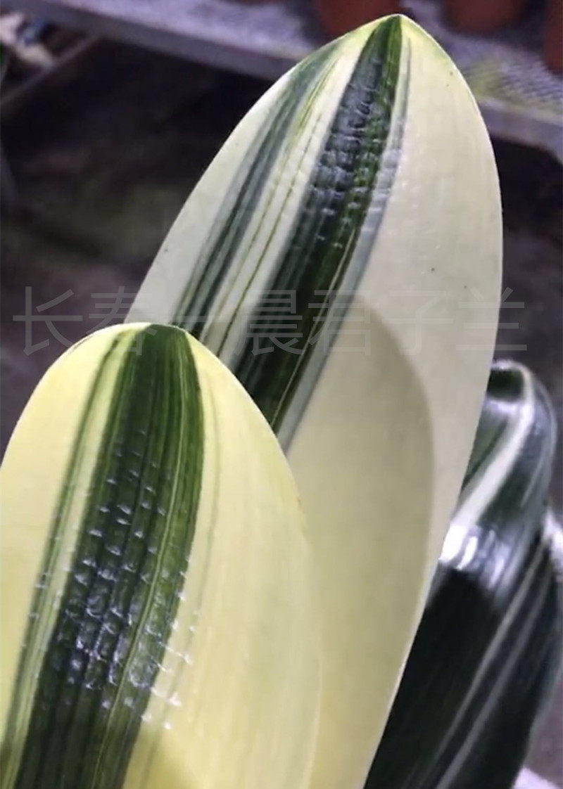 特价精品女装 奢华大牌_长春精品钢板彩兰君子兰白金龙覆轮油麻彩瓷白