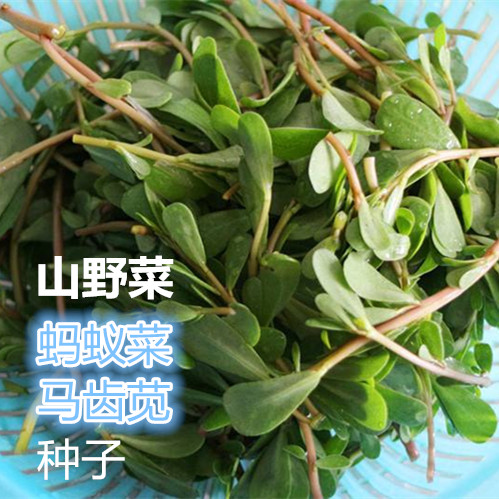 野生马齿苋山野菜种子蚂蚁菜中草药植物庭院盆栽四季易活种子