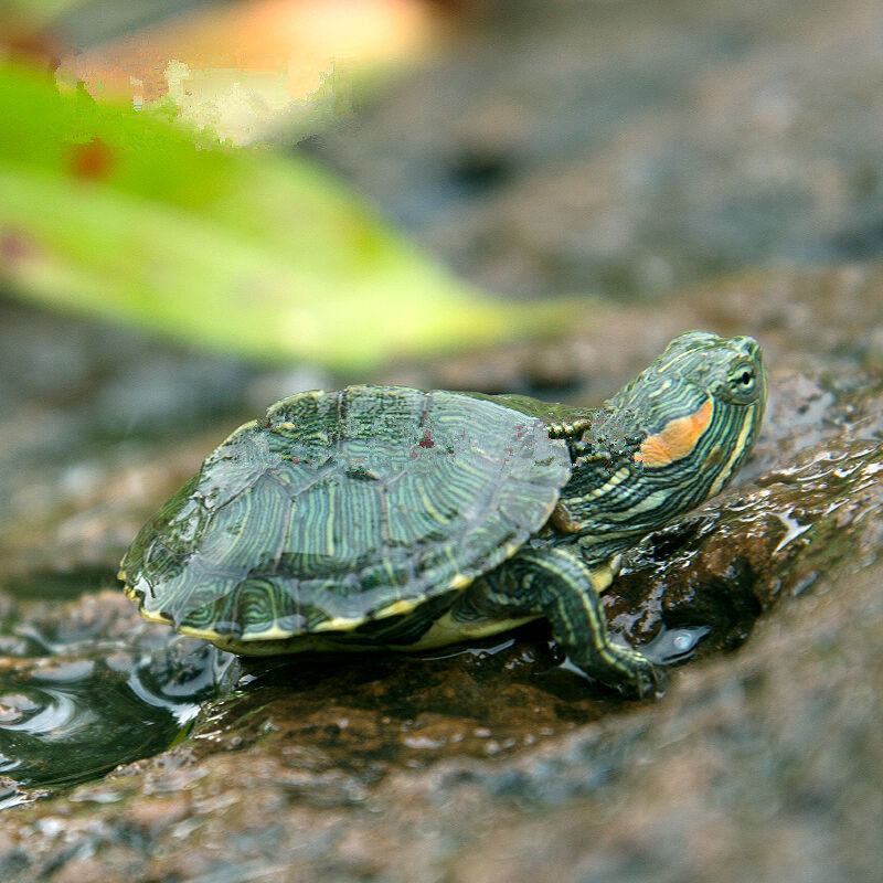 热销乌龟活体巴西龟_巴西小乌龟幼苗活体 小宠物龟迷你可爱招财龟苗小