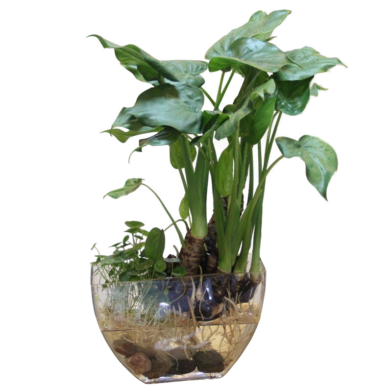  水培滴水观音盆栽