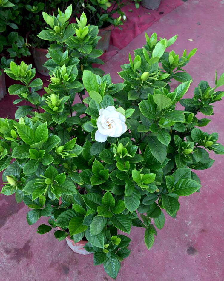 大叶栀子花盆栽树室内外大盆栽四季开花带花苞阳台庭院绿化树特价