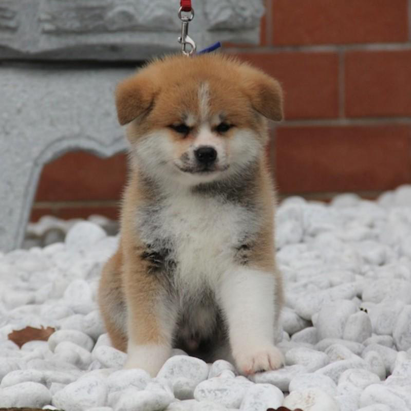 秋田犬幼犬 纯种 日本