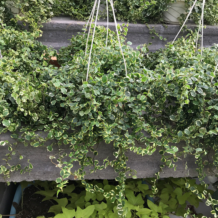 花叶霹雳盆栽 爬藤匍匐盆栽 耐寒多年生 可室内垂吊 净化空气