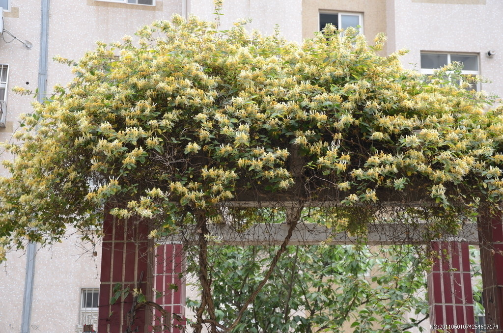 藤本多年生木本植物 金银花盆栽大苗 清香木本爬藤植物 四季常青