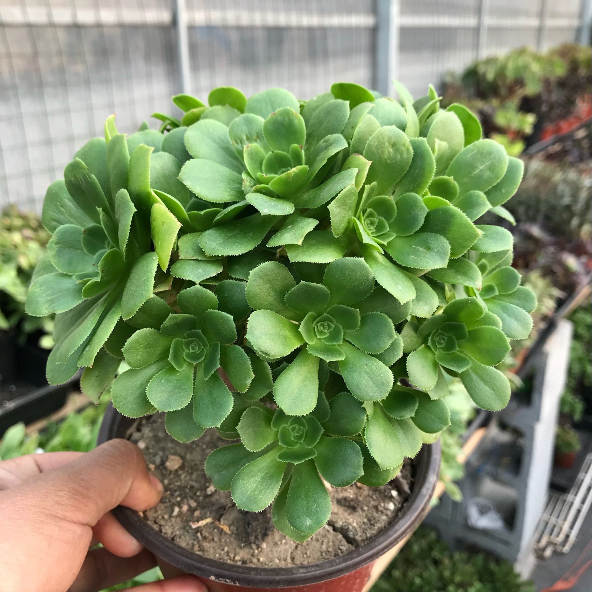 绿羊绒法师老桩多肉植物多头群生新手好养室内绿植花卉法师盆栽