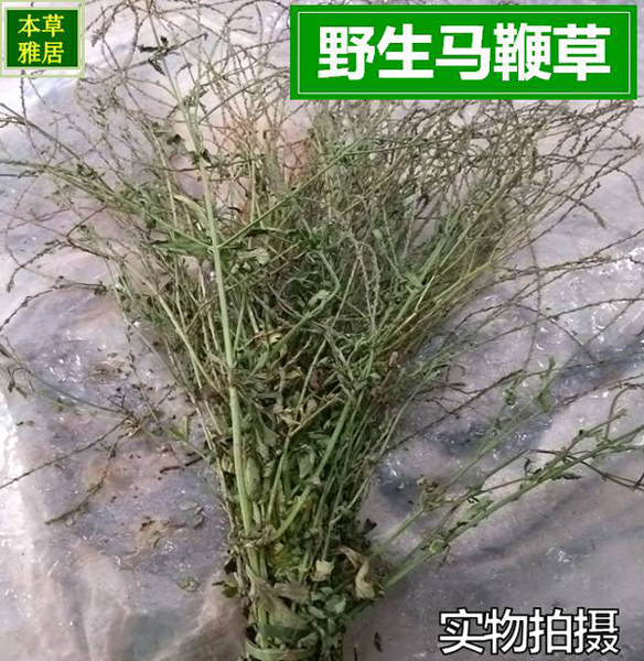 500克 深山野生中要材马鞭草 马边草自采 铁马鞭 干货 野生马鞭草