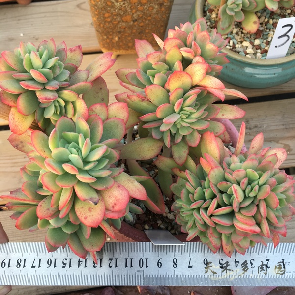[天禾多肉园]多肉植物 多肉 多明戈 老桩 一物一拍