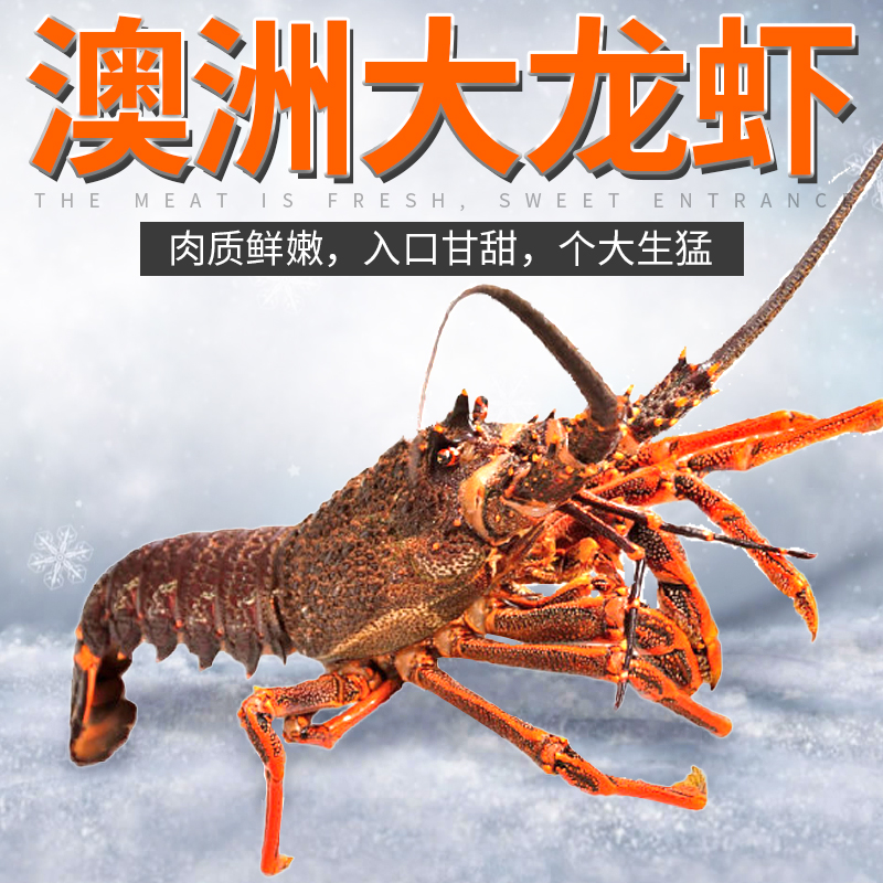 澳龙大龙虾 鲜活_鲜活船冻澳洲龙虾澳龙海鲜水产红奥龙大龙虾鲍鱼大