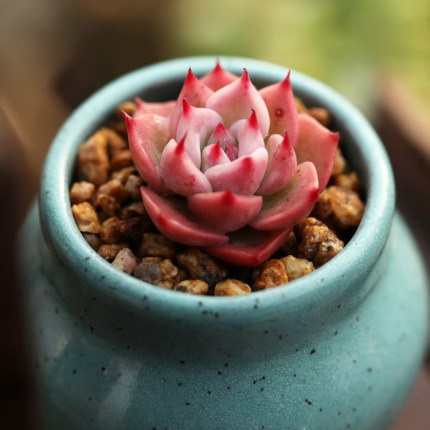 冰雪女王群 一物一拍 多肉植物 所见即所得 付款减库存_7折现价260元