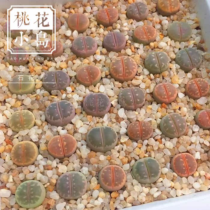 桃花玉_桃花小岛生石花多肉植物屁股花橄榄玉红粉橄榄小石头花pp组合