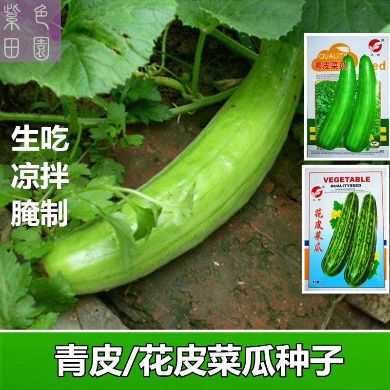 青皮菜瓜种子 花皮黑皮梢瓜脆瓜蛇瓜砍瓜绞瓜羊角酥 金丝搅瓜种子