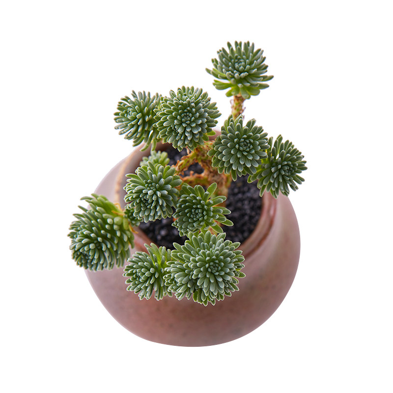 夏眠的多肉们,该起床啦!