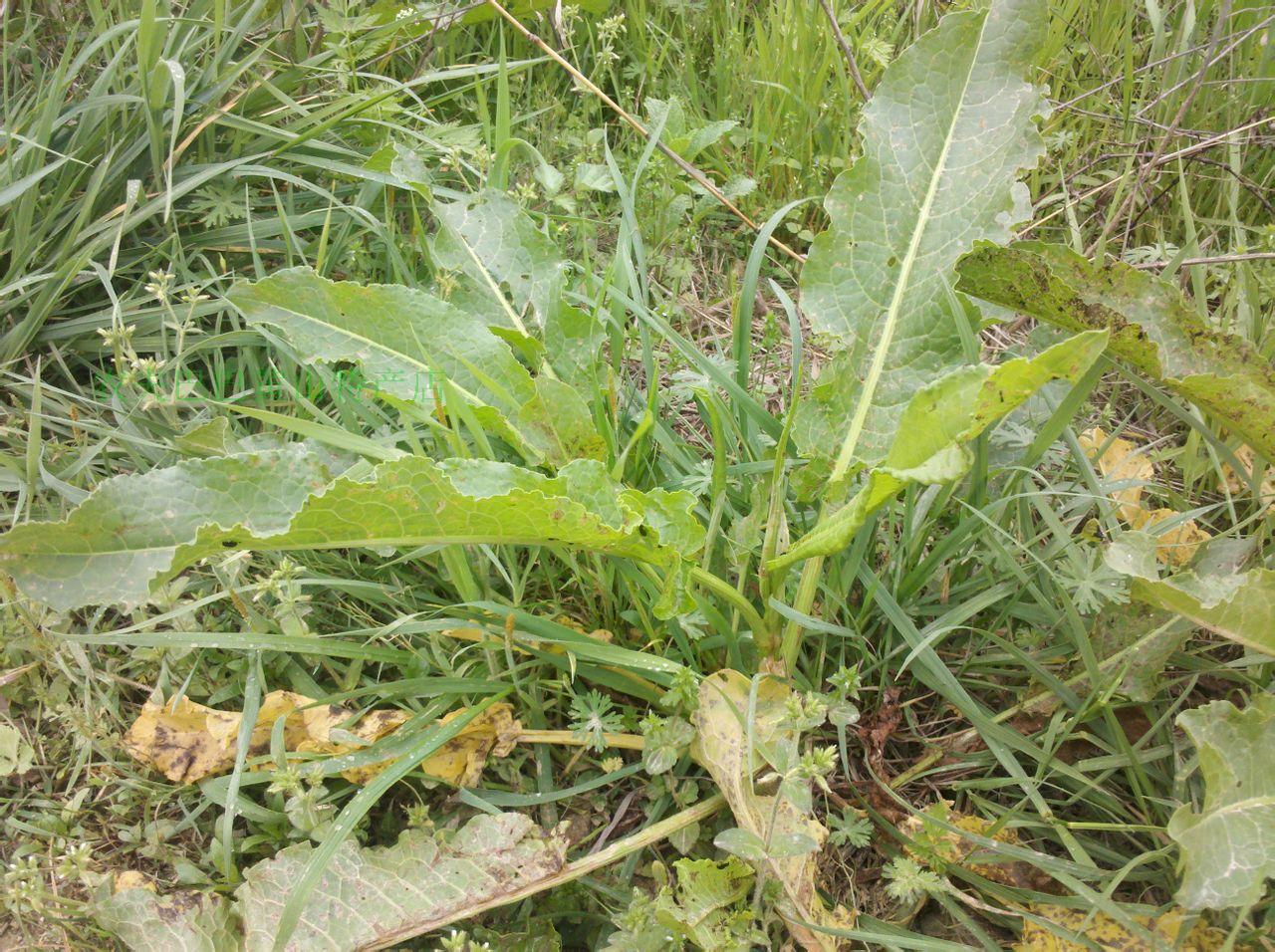 2017新鲜中药材羊蹄草羊蹄根土大黄牛耳大黄羊蹄根野大黄3斤包邮