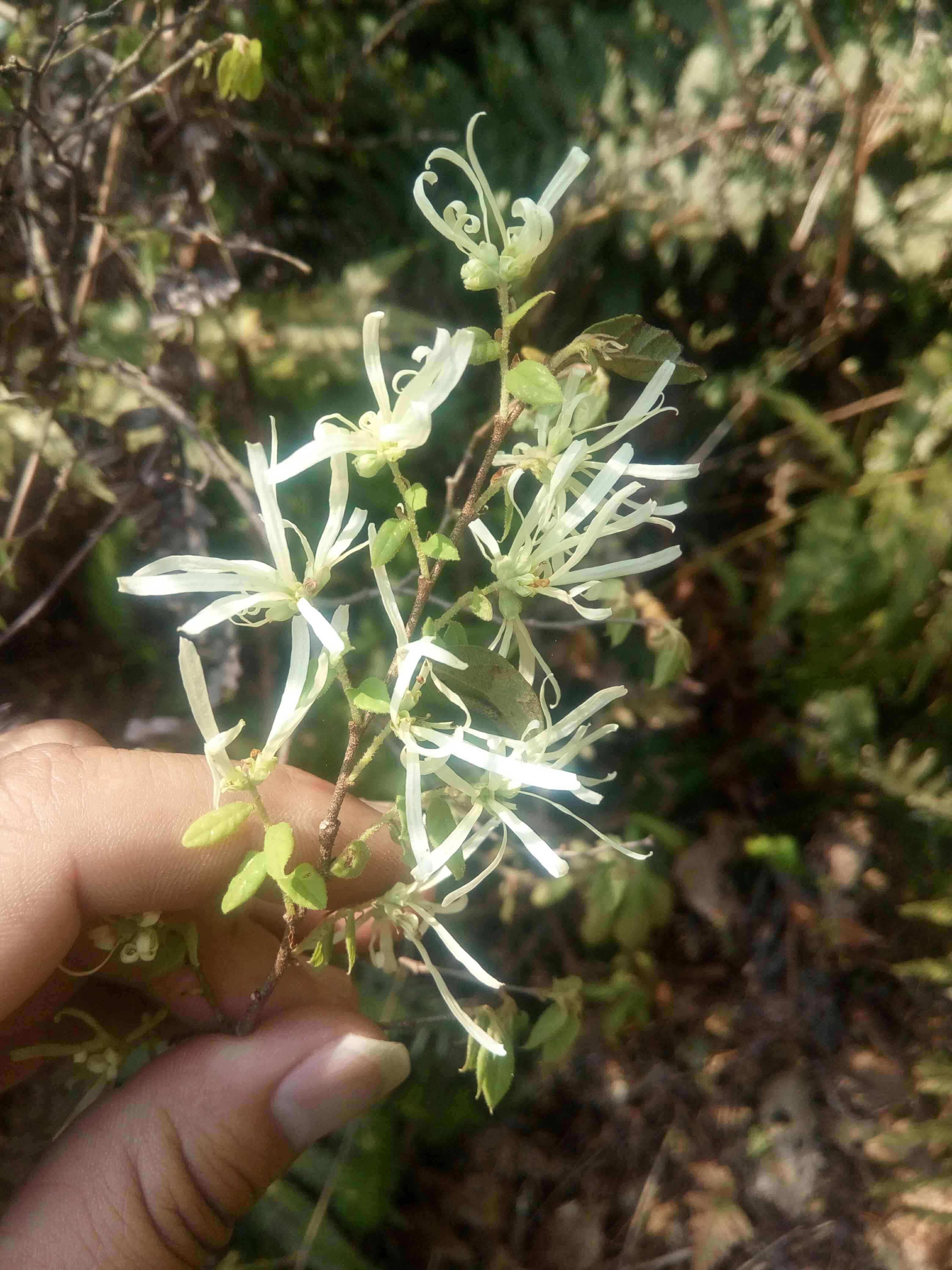 2017野生正宗中药材继木花檵木鱼骨柴 继树满山白刺木花干品
