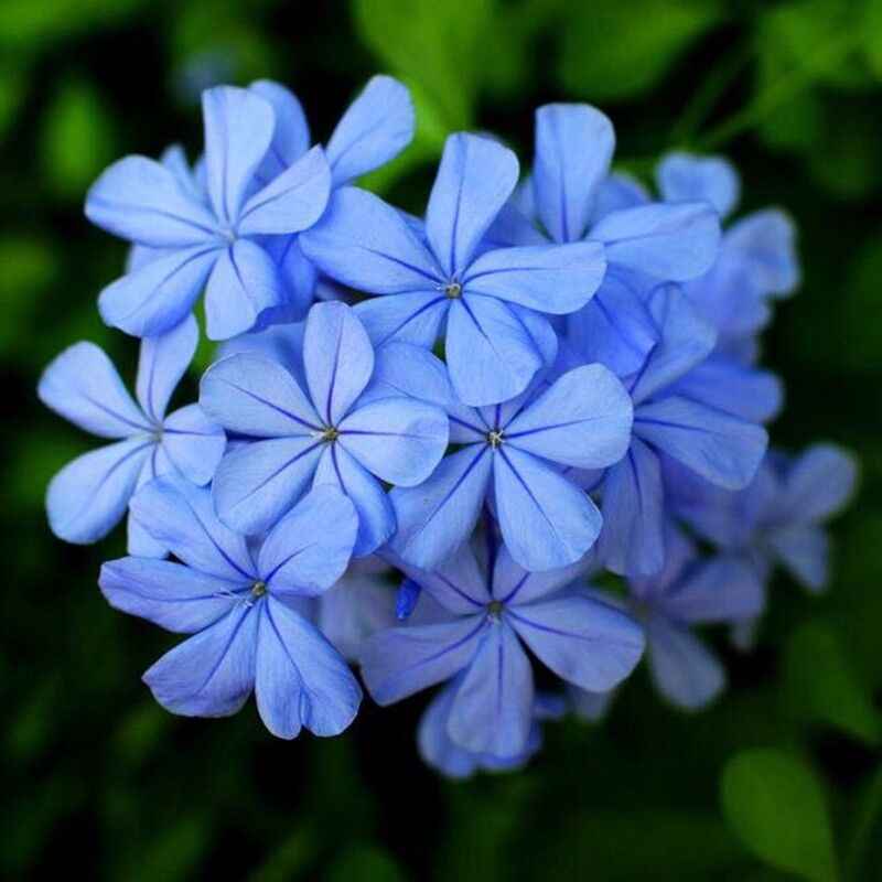 园艺轩蓝雪花蓝雪丹蓝茉莉盆栽苗多年生阳台