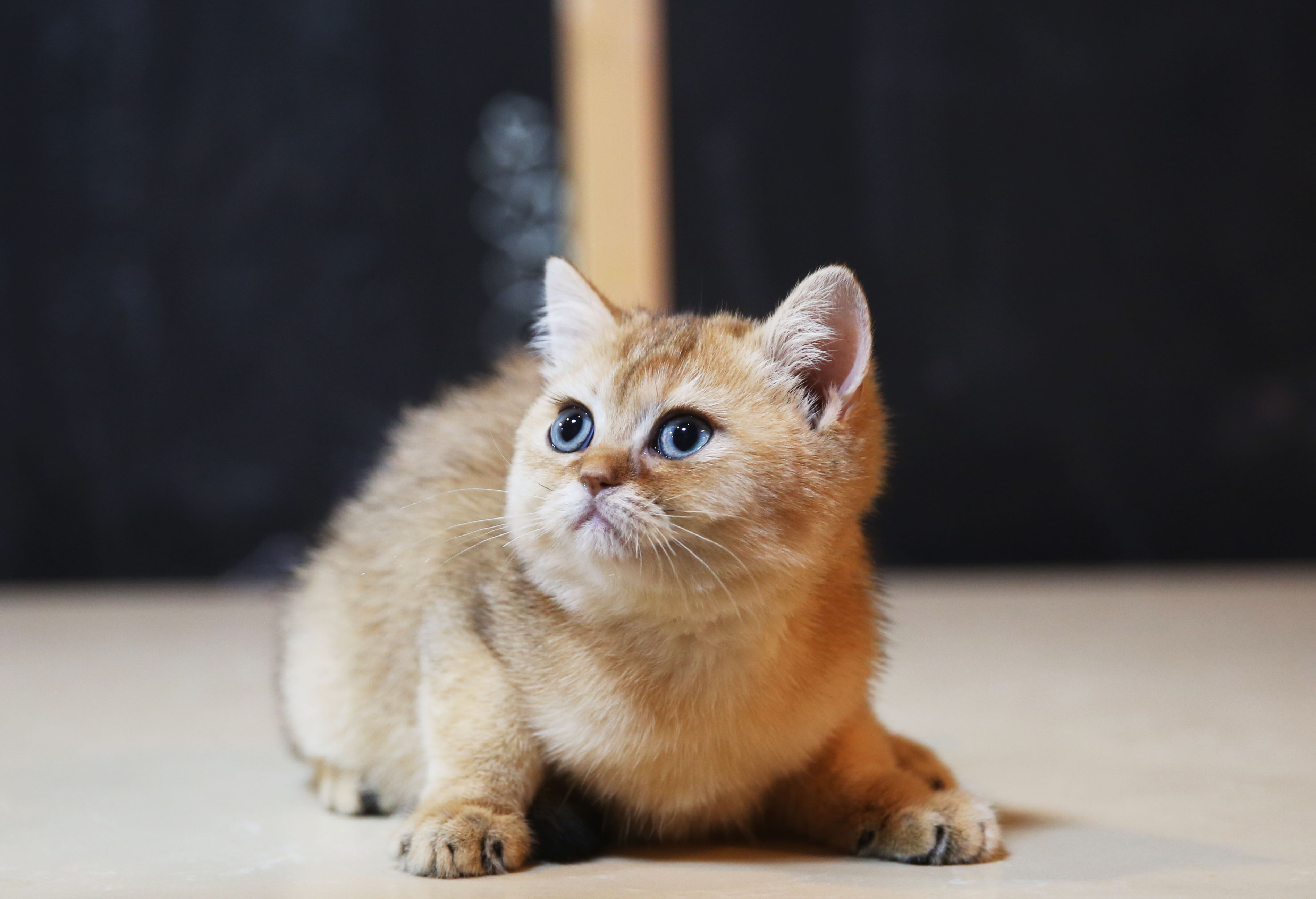 热销猫咪活体幼崽