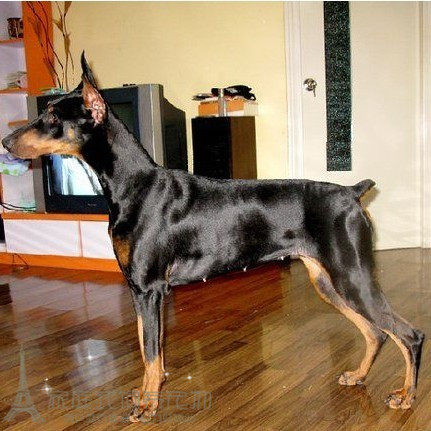 热销活体宠物狗 迷你_纯正健康cku标准德系杜宾护卫犬迷你杜宾宠物狗