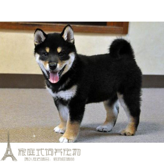 柴犬活体幼犬