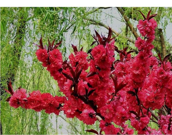 庭院植物 绿化树_园林绿化苗紫叶碧桃树苗重瓣嫁接紫叶桃红叶桃苗庭院