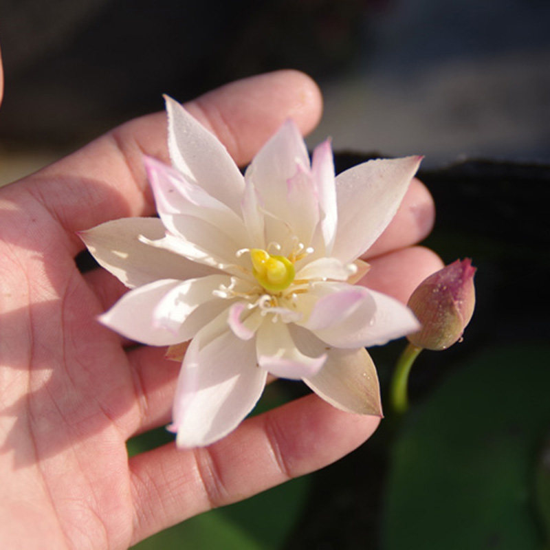 粉玲珑23号小微型碗莲盆栽荷花苗碗莲根茎不带花碗莲种藕