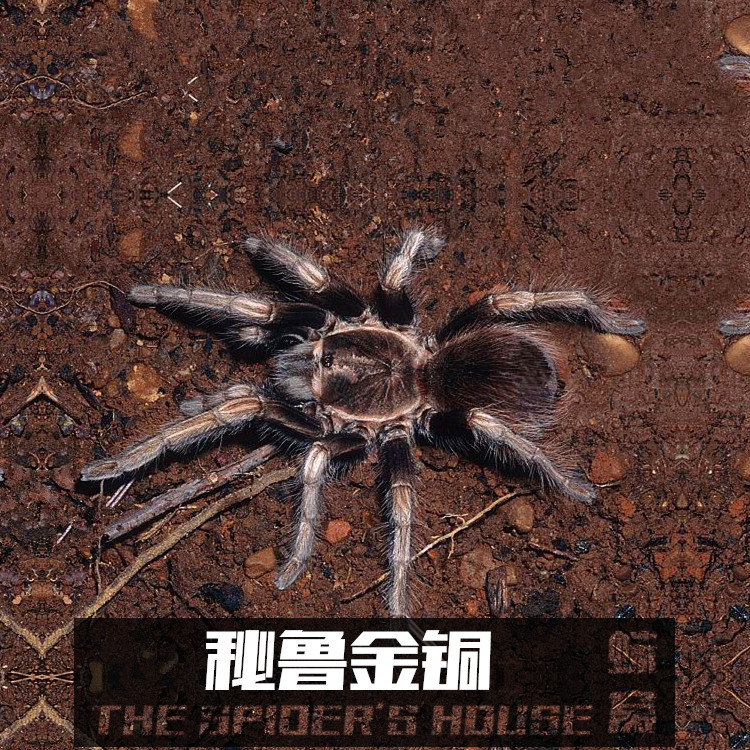 秘鲁金铜 3~4cm左右大幼体 宠物蜘蛛古铜色 活体捕鸟蛛送饲养套
