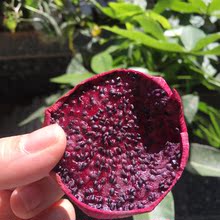 【火龙果干】_火龙果干图片