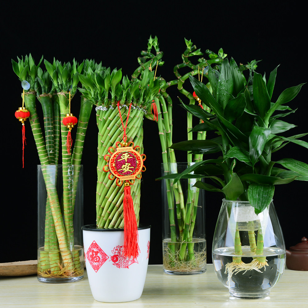 不带根便携清新50厘米水养富贵竹水培植物包邮室内花卉透明花瓶