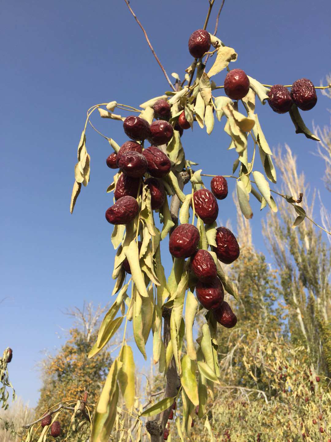 特级 新疆若羌子母河原枣整箱新枣 特价 江浙沪包邮 直销店精选